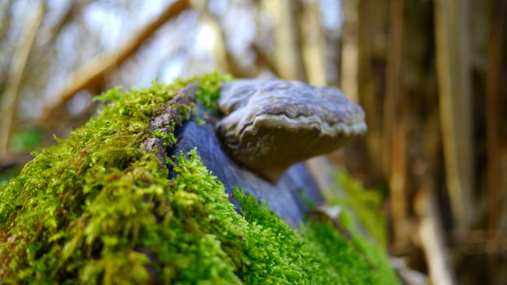 Bois du Planti - souche d'arbres e champignon (monstreux)